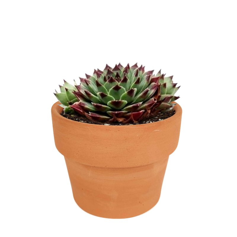 succulent plant, how to grow succulents, Succulents, succulents shop in California, succulent care guide, indoor succulents, Succulents shop near me, sempervivum calcareum in California, How to grow sempervivum calcareum, indoor succulents