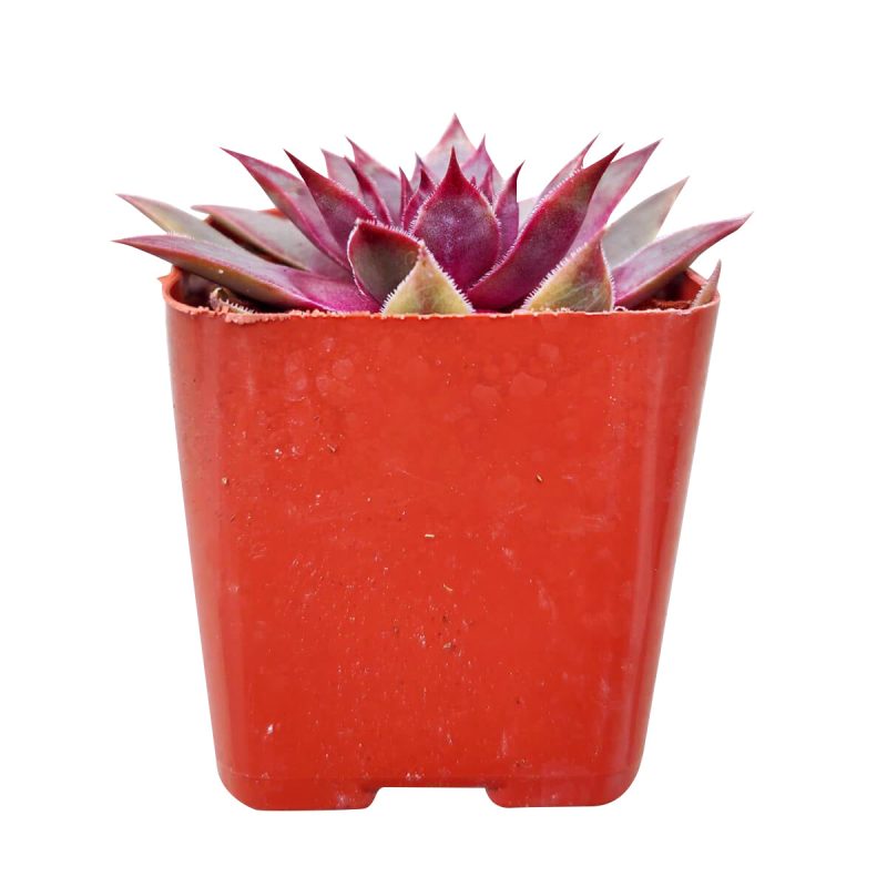 Sempervivum Red Lion for sale, succulent care guide, succulent plant, Succulents shop near me, how to grow succulents, cactus, Succulents, monthly succulents, succulent care, Sempervivum Red Lion in California, How to grow Sempervivum Red Lion, indoor succulents