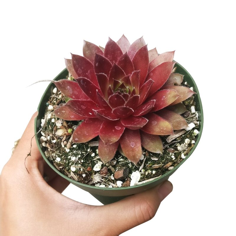 Sempervivum Red Lion for sale, succulent care guide, succulent plant, Succulents shop near me, how to grow succulents, cactus, Succulents, monthly succulents, succulent care, Sempervivum Red Lion in California, How to grow Sempervivum Red Lion, indoor succulents