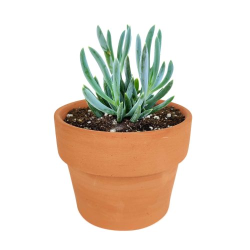  Succulents shop near me, succulent subscription, succulent care, how to grow succulents, succulents garden, indoor succulents, Succulents, Senecio serpens succulent in California