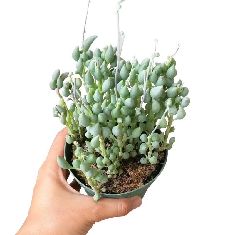 SENECIOCITRIFORMISSUCCULENTS1