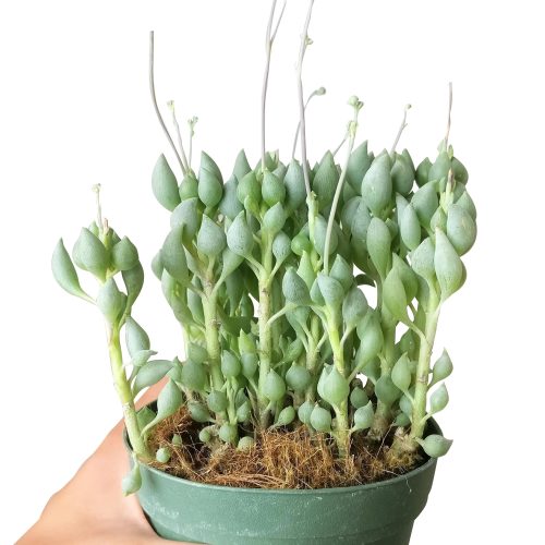 SENECIOCITRIFORMISSUCCULENTS5