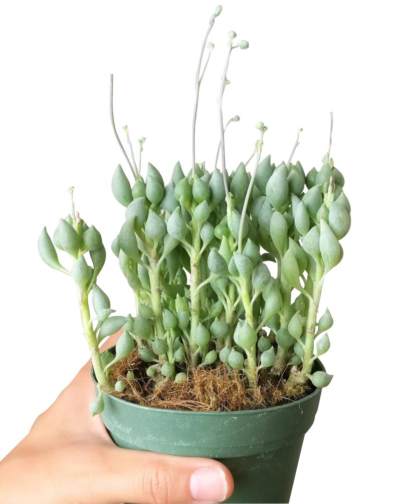 SENECIOCITRIFORMISSUCCULENTS5