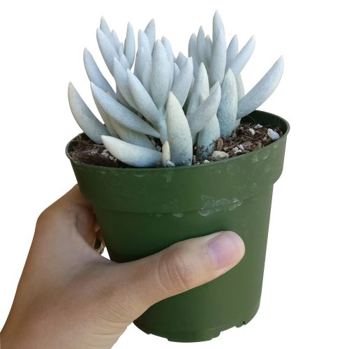 SENECIOCOCOONPLANT1