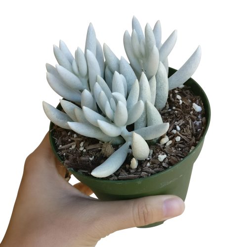 SENECIOCOCOONPLANT2