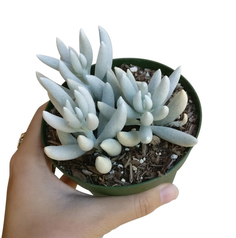 SENECIOCOCOONPLANT3