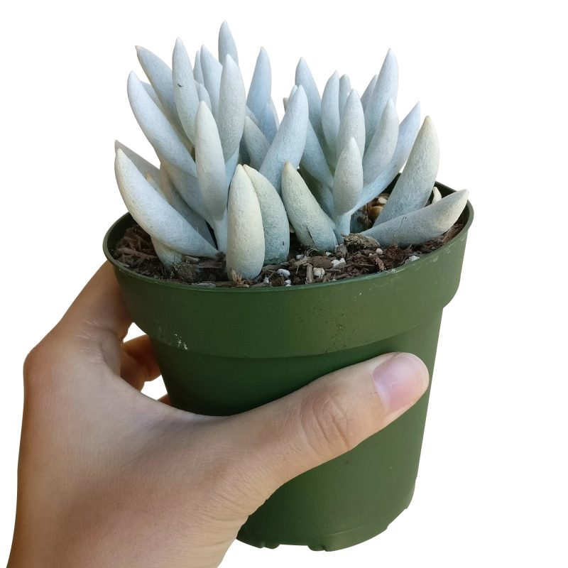 SENECIOCOCOONPLANT4