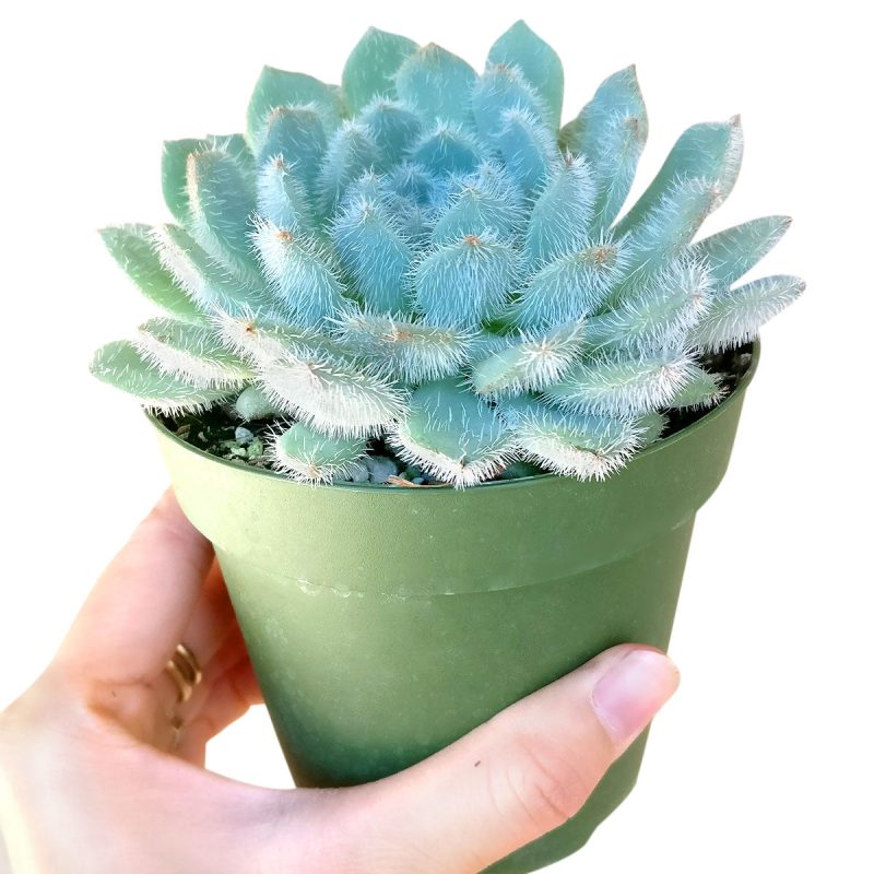 Echeveria setosa var deminuta, succulent subscription, Succulents shop near me, succulents store in CA, how to grow succulents, succulents shop in California, indoor succulents, cactus, Succulents, Echeveria setosa var deminuta in California, How to grow Echeveria setosa var deminuta, echeveria, echeveria succulent, echeveria types, succulent echeveria, buy succulents online, succulent shop, succulent store, echeveria plant, indoor succulents