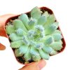 Echeveria setosa var deminuta, succulent subscription, Succulents shop near me, succulents store in CA, how to grow succulents, succulents shop in California, indoor succulents, cactus, Succulents, Echeveria setosa var deminuta in California, How to grow Echeveria setosa var deminuta, echeveria, echeveria succulent, echeveria types, succulent echeveria, buy succulents online, succulent shop, succulent store, echeveria plant, indoor succulents