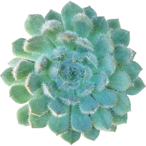 Echeveria setosa var deminuta, succulent subscription, Succulents shop near me, succulents store in CA, how to grow succulents, succulents shop in California, indoor succulents, cactus, Succulents, Echeveria setosa var deminuta in California, How to grow Echeveria setosa var deminuta, echeveria, echeveria succulent, echeveria types, succulent echeveria, buy succulents online, succulent shop, succulent store, echeveria plant, indoor succulents