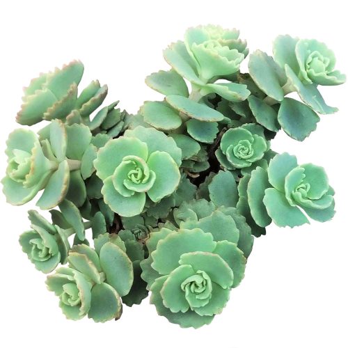 October stonecrop care, succulents shop in California, Rare succulents, monthly succulents, succulent plant, how to grow succulents, succulent care, indoor succulents, Succulents, Siebold’s Stonecrop in California, How to grow Siebold’s Stonecrop