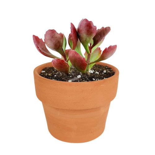 succulents garden, Rare succulents, succulent subscription, succulent care, monthly succulents, Six Angled Kalanchoe in California, How to grow Six Angled Kalanchoe