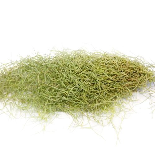 SPANISHMOSSAIRPLANT