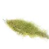 Spanish Moss Air Plant for sale, Tillandsia usneoides spanish moss plant, air plants gifts, air plants decoration, gift ideas for plant lovers, hanging spanish moss indoor, how to care spanish moss air plant, live spanish moss for sale