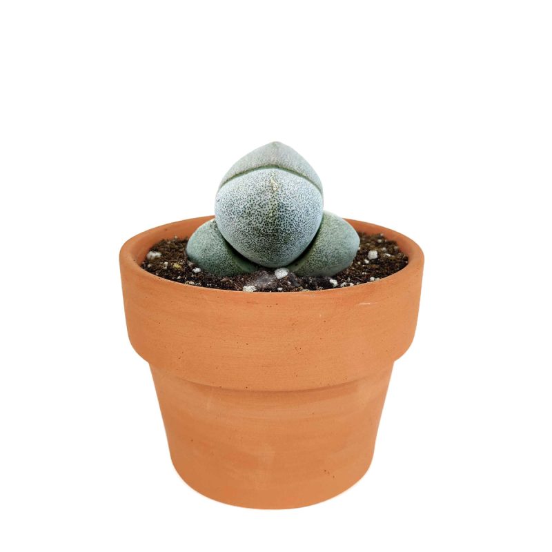 Pleiospilos nelii in California, How to grow Pleiospilos nelii, rare succulents, rare succulents for sale, unique succulents, buy succulents online, rare succulent, succulent shop, unusual succulents, succulent store, succulents online