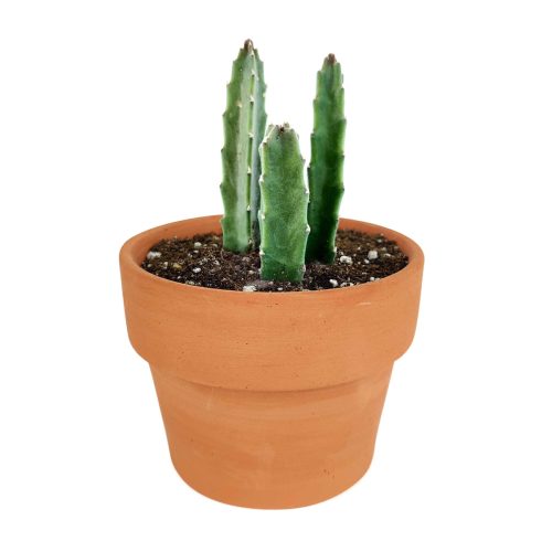 succulent for sale, rare succulents, rare succulents for sale, unique succulents, buy succulents online, rare succulent, succulent shop, unusual succulents, succulent store, succulents online