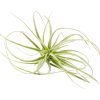 Tillandsia Straminea Dwarf air plant for sale, How to grow Tillandsia Straminea Dwarf indoor, How to care for Tillandsia Straminea Dwarf air plant, Live Tillandsia Straminea Dwarf for gifts, Air plants subscription box monthly, Air plants gift ideas, Air plants home office decoration