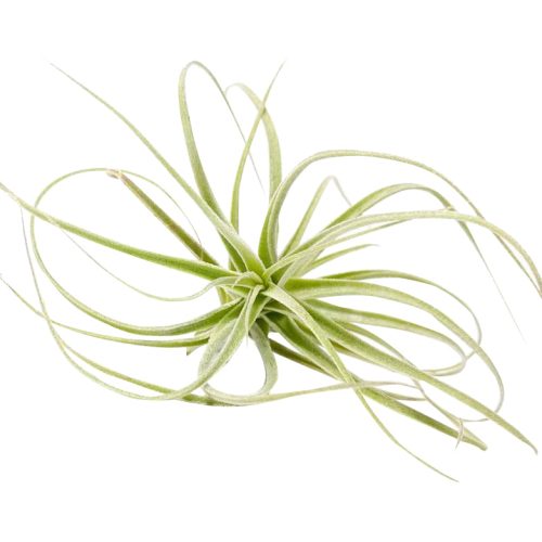 Tillandsia Straminea Dwarf air plant for sale, How to grow Tillandsia Straminea Dwarf indoor, How to care for Tillandsia Straminea Dwarf air plant, Live Tillandsia Straminea Dwarf for gifts, Air plants subscription box monthly, Air plants gift ideas, Air plants home office decoration