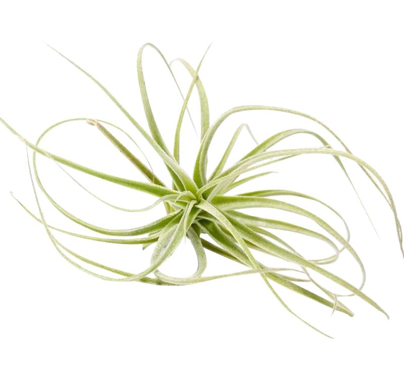 Tillandsia Straminea Dwarf air plant for sale, How to grow Tillandsia Straminea Dwarf indoor, How to care for Tillandsia Straminea Dwarf air plant, Live Tillandsia Straminea Dwarf for gifts, Air plants subscription box monthly, Air plants gift ideas, Air plants home office decoration