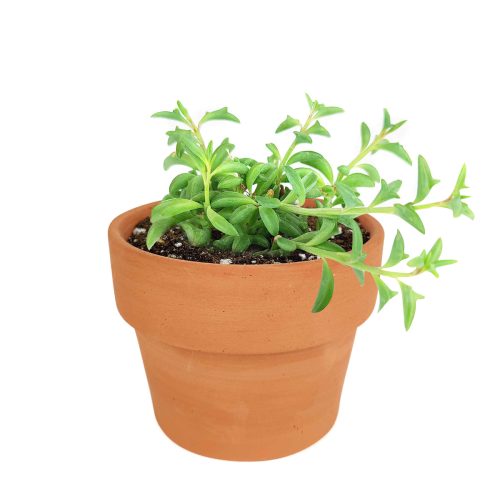 String of Dolphins Plant for sale, Senecio Peregrinus Succulent for sale, Dolphins Necklace Plant, Rare Succulents, Trailing Hanging Plant, Dolphins Succulent with Care Guide