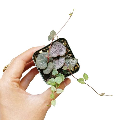 String of hearts succulent care, succulent care tips, succulent plant, succulent subscription, cactus, succulents garden, indoor succulents, succulent care guide, Rare succulents, String of hearts succulent in California, How to grow String of hearts succulent, string of hearts, string of hearts plant, variegated string of hearts, string of hearts care, chain of hearts, chain of hearts plant, string of heart, string of hearts variegated, string of hearts propagation, how to propagate string of hearts