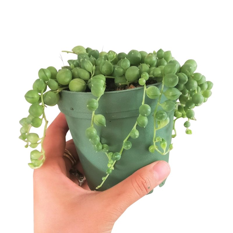 4 inch string of pearls plant fully rooted for sale, String of pearls pot, string of pearls senecio rowleyanus near me