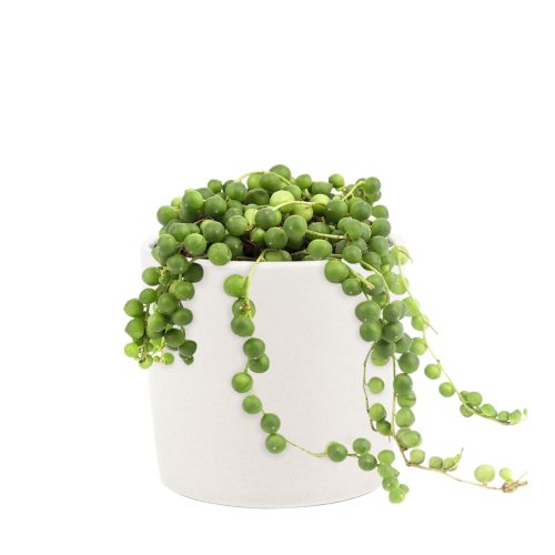 4 inch string of pearls succulent in white ceramic pot for sale, live succulent pot as gift, string of pearls decor ideas