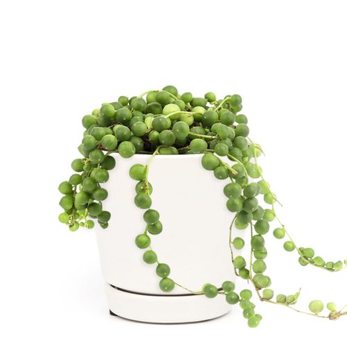 String of Pearls care guide, string of pearls for sale, indoor succulents, succulent plant, easy to care indoor plant, how to grow string of pearls, string of pearls in california