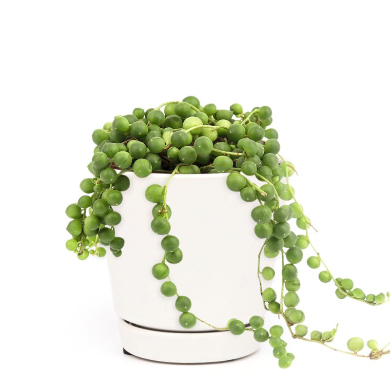 String of Pearls care guide, string of pearls for sale, indoor succulents, succulent plant, easy to care indoor plant, how to grow string of pearls, string of pearls in california