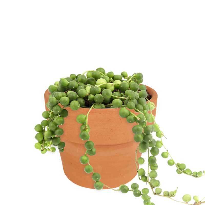 String of Pearls care guide, string of pearls for sale, indoor succulents, succulent plant, easy to care indoor plant, how to grow string of pearls, string of pearls in california