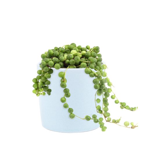 String of pearls for sale, how to grow succulents, succulent plant, succulent care guide, indoor succulents, monthly succulents, succulent care tips, succulents store in CA, Succulents shop near me, String of pearls in California, How to grow String of pearls, Succulents for thanksgiving, Thanksgiving succulents gift, String of pearls for thanksgiving, string of pearls care