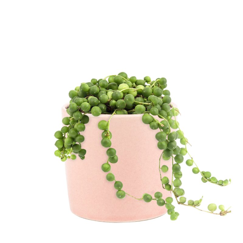 string of pearls pot for sale, string of pearls near me, hanging succulent for sale online, hanging succulent types