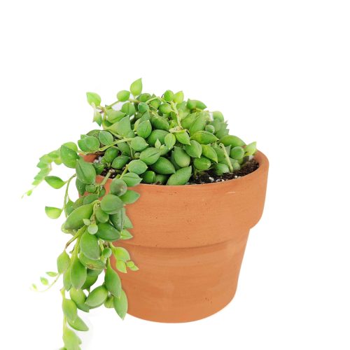 String of Tears Senecio Herreianus Succulent for Sale, How to care for String of Tears, String of Beads Succulent Plant with Care Guide, How to grow hanging succulent, Growing tips for the String of Tears Succulent