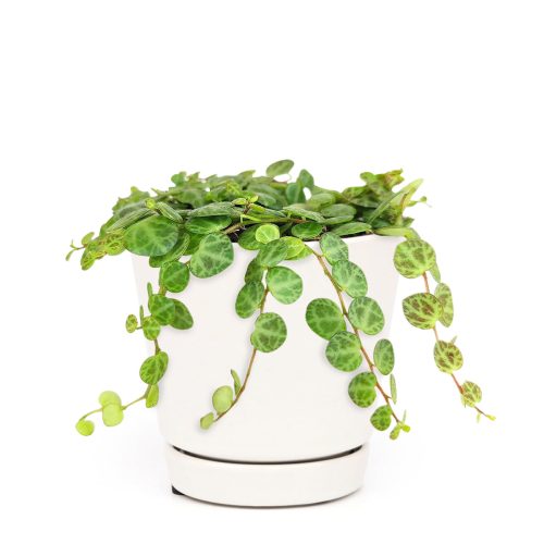 string of turtles plant for sale, buy peperomia plant near me, hanging trailing succulent for home office decor