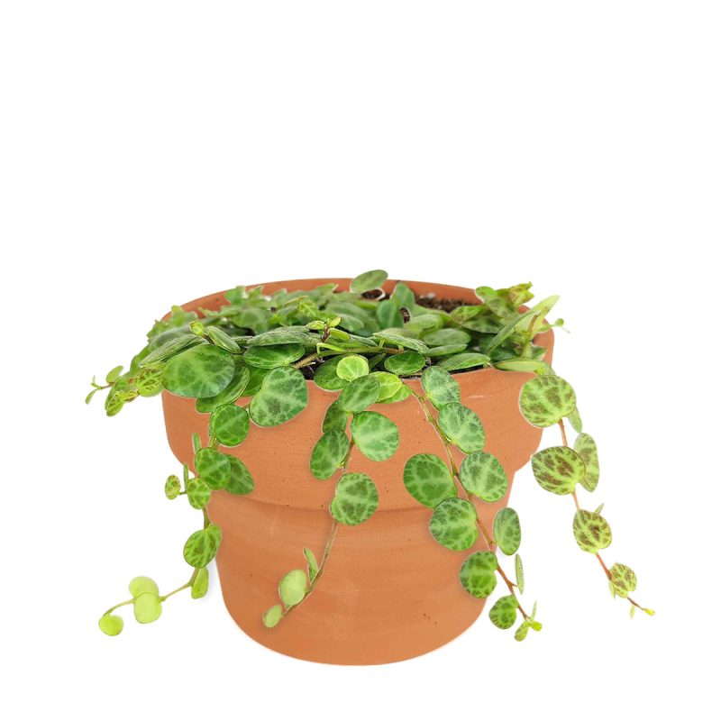 4 inch String of turtles plant in terracotta pot for sale, Buy trailing houseplant for home office decor