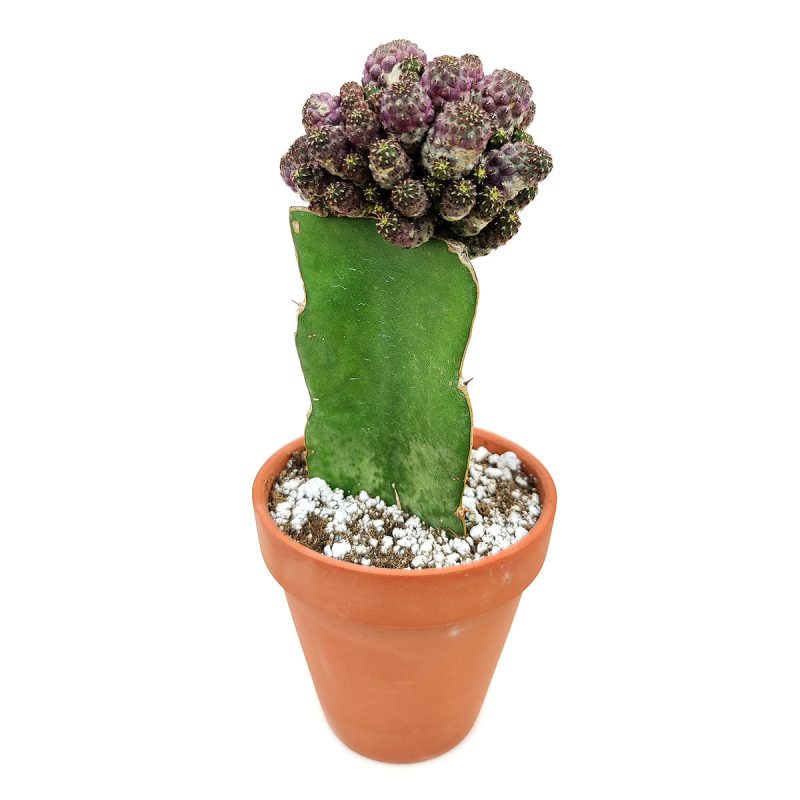 Sulcorebutia Rauschii Cactus for sale, Rare succulent plant for sale, How to care for Sulcorebutia Rauschii Cactus, Sulcorebutia Rauschii Cactus Care Guide, Tips for growing Sulcorebutia Rauschii Cactus, cactus, cactus succulent, succulent cactus, cacti, cactus and succulents, succulents box, succulent shop, buy succulents online