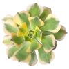 sunburst, aeonium sunburst for sale, succulents shop in California, Succulents shop near me, succulent subscription, how to grow succulents, succulent care guide, succulent care, succulents store in CA, monthly succulents, sunburst in California, How to grow sunburst