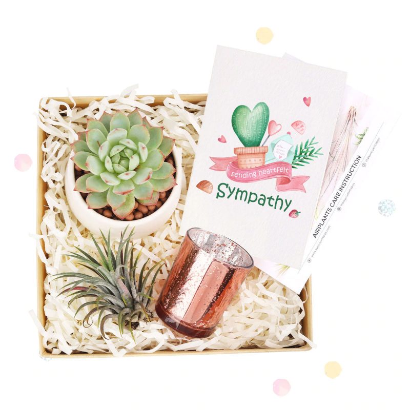 Customizable Gift Boxes for employees and clients, Office gift for employees, Employee appreciation day 2023 ideas, Succulent Plants for Clients & Employees for sale