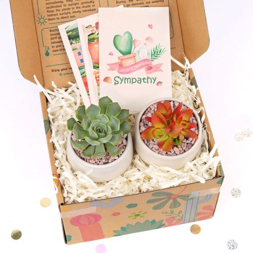 Succulent Thank You Gift Ideas, Thank you gift for your staff in 2023, Customizable Gift Boxes for employees and clients, Succulent Plants for Clients & Employees for sale, Corporate Gift Succulents For Sale Online