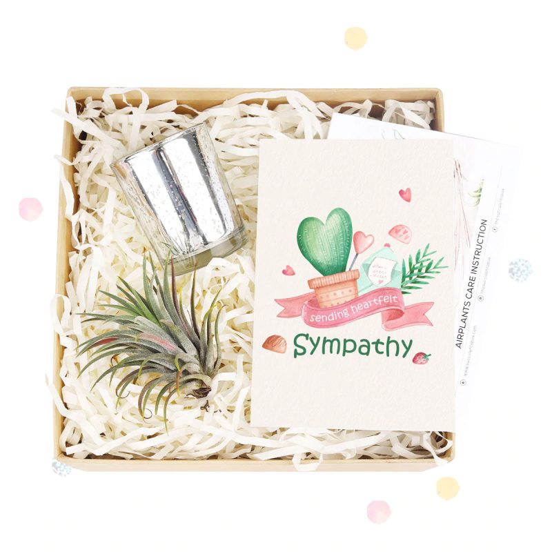 EcoFriendly Succulent Gift Box for Employee, Succulents and cactus make awesome wedding favors, Succulent gifts are a great choice for any wedding, DIY wedding succulent centerpieces