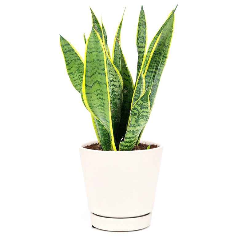 easy to care houseplant for beginners, Snake Plant Sansevieria Laurentii, snake plant care guide, how to care for sansevieria, low light houseplant