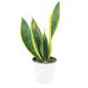 Snake Plant Sansevieria Gold Flame, low light houseplant, best air-purifying plant, online plant nursery california