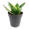 ocean star plant, ocean star sansevieria hahnii, sansevieria hahnii ocean star, sansevieria ocean star, Mother-In-Law's Tongue, sansevieria hahnii care, sansevieria hahnii types, houseplants with big leaves