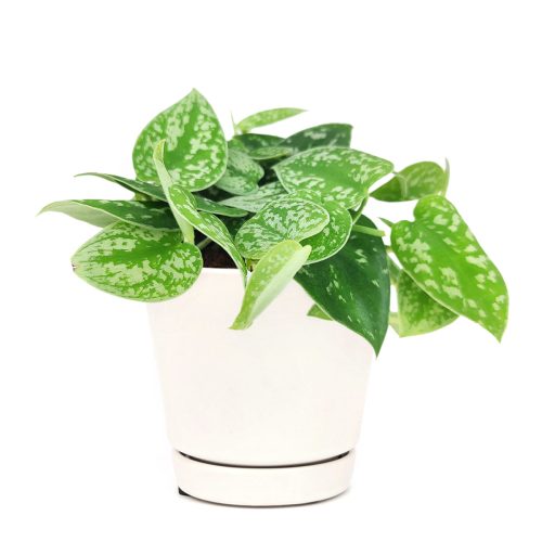 easy to care for houseplant for beginner, Satin Pothos Scindapsus Pictus, plants for hanging baskets and tall planters, vining evergreen plants with variegated foliage