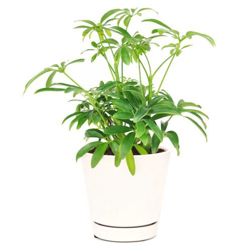 medium to bright light houseplant, Schefflera Arboricola houseplant, best indoor plant for home and office decoration, Dwarf Umbrella Tree, buy Schefflera Arboricola online