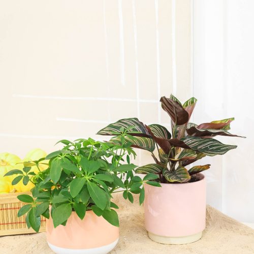 ScheffleraArboricola CalatheaOrnata 1 a4db7eb6 5a6c 4bea 8424 4a16ac47ed70