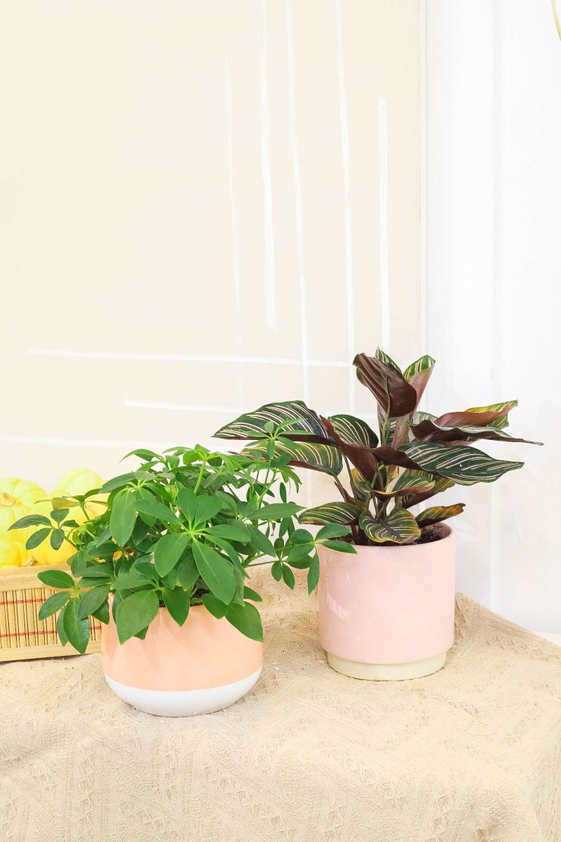 ScheffleraArboricola CalatheaOrnata 1 a4db7eb6 5a6c 4bea 8424 4a16ac47ed70