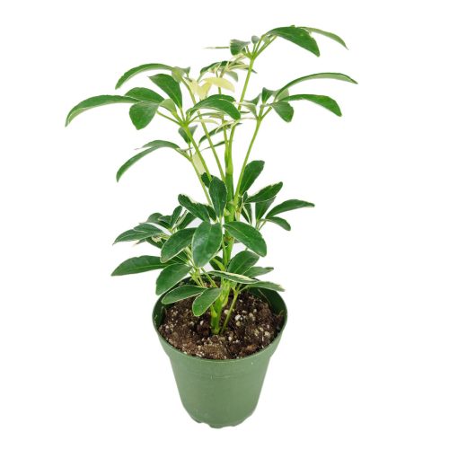 best place to buy outdoor plants online, Schefflera Arboricola Variegated,Schefflera Arboricola Variegated plant, Schefflera Arboricola Variegated care, Dwarf Schefflera, Schefflera Arboricola care, Schefflera Arboricola Variegated for sale