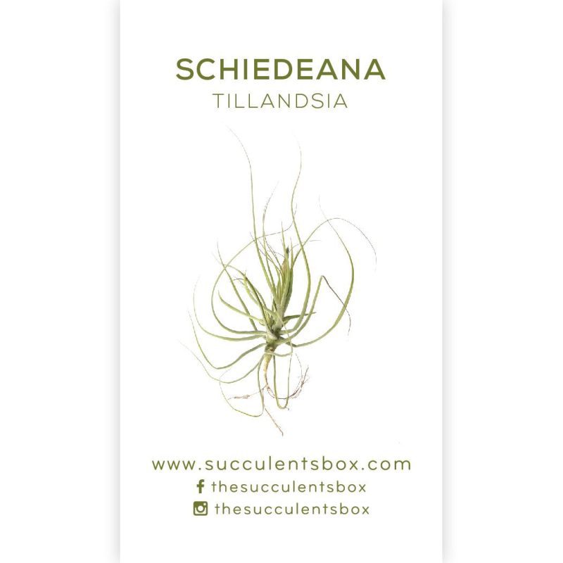 Succulent ID Cards for sale, Airplant ID Cards for sale, Succulent Care Cards, ID Cards for Specific Succulents, Identifying Types of Succulents, Types of Succulent Plants, How to identify Types of succulents, Succulents Gift Ideas, How to care for Types of Succulents