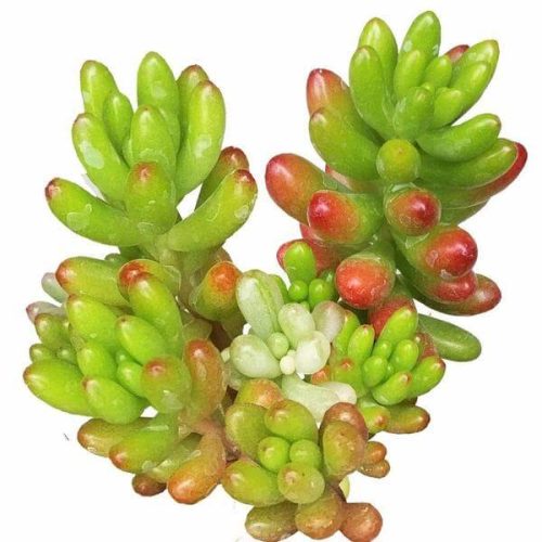 pink jelly bean sedum, pink jelly bean succulent, cactus, Rare succulents, Succulents shop near me, how to grow succulents, succulent care guide, Succulents, succulents shop in California, succulents store in CA, pink jelly bean sedum in California, How to grow pink jelly bean sedum